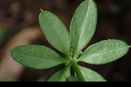 刺果猪殃殃