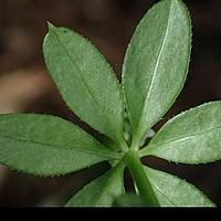 刺果猪殃殃