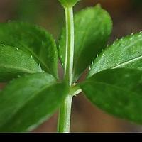 刺果猪殃殃