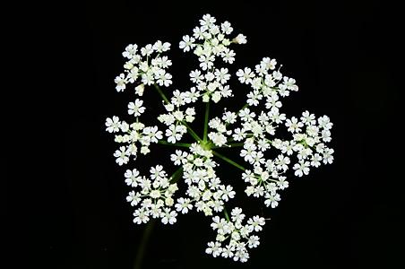 羊角芹属