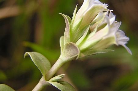 笔龙胆 - 图片/介绍/花期/花语/知识 - 千草植物
