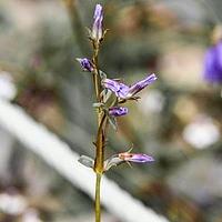 窄花假龙胆
