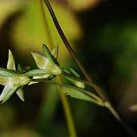 普兰假龙胆