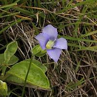 湿生扁蕾