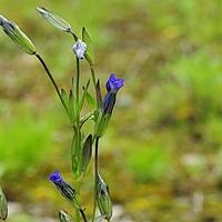 湿生扁蕾