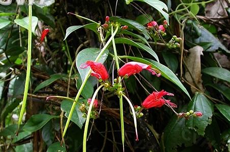 芒毛苣苔属