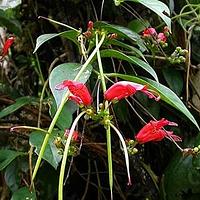 芒毛苣苔属