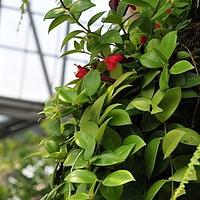 芒毛苣苔属