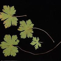五叶老鹳草