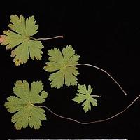 五叶老鹳草
