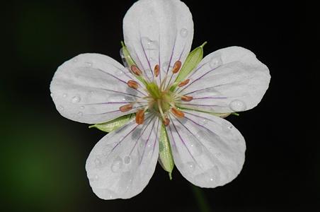突节老鹳草
