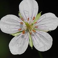 突节老鹳草