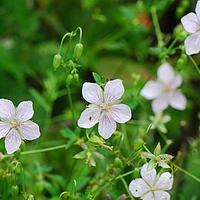 突节老鹳草