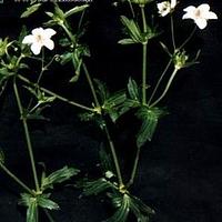 突节老鹳草