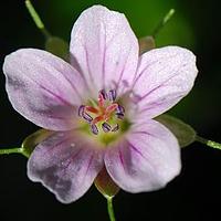老鹳草
