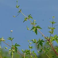 老鹳草