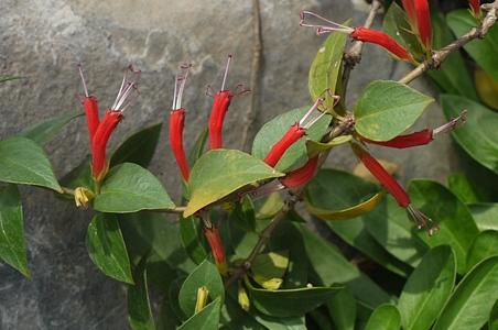 滇南芒毛苣苔 - 千草植物