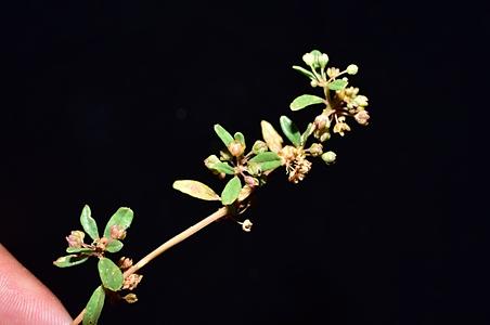针晶粟草 - 图片/介绍/花期/花语/知识 - 千草植物