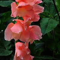唐菖蒲
