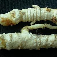 珊瑚菜