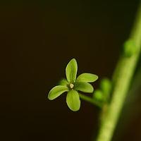 算盘子