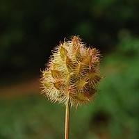 云南甘草