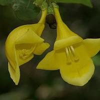 亚洲石梓