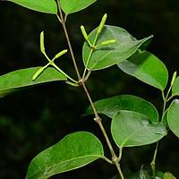 买麻藤科