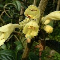 光泽锥花