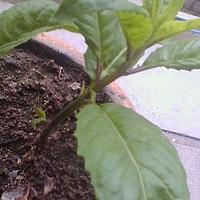 平卧菊三七