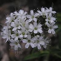 石头花属