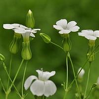 石头花属