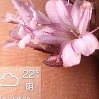 头状石头花