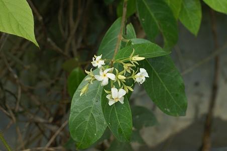 海南香花藤