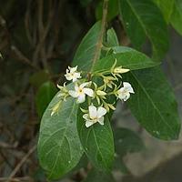海南香花藤