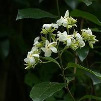 海南香花藤