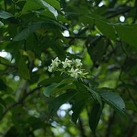 海南香花藤