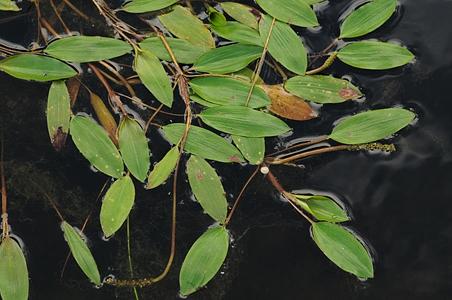 眼子菜科
