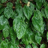 细柄芋属