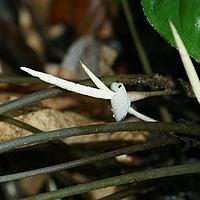 细柄芋属
