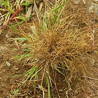 镰稃草属