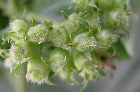 广花耳草