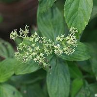 广花耳草