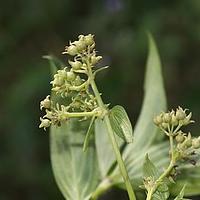 广花耳草