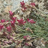 短翼岩黄芪