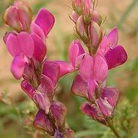 短翼岩黄芪