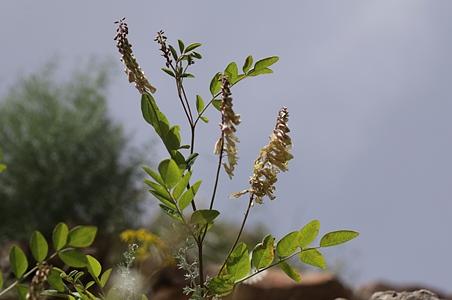 天山岩黄芪