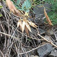 光滑岩黄芪
