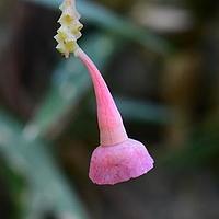 夹竹桃叶树萝卜
