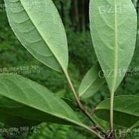 峨眉青荚叶